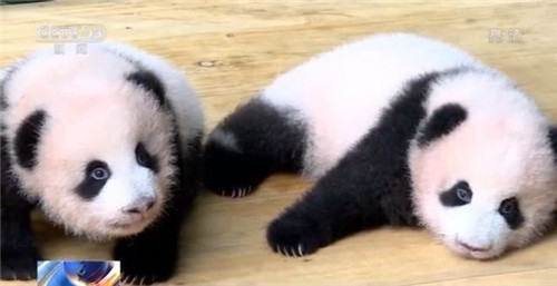 萌萌噠!雙胞胎熊貓滿百天亮相 邀你來取名 萌萌噠!雙胞胎熊貓滿百天亮相 邀你來取名