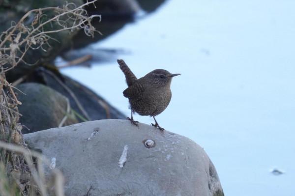 春節清河觀鳥記錄