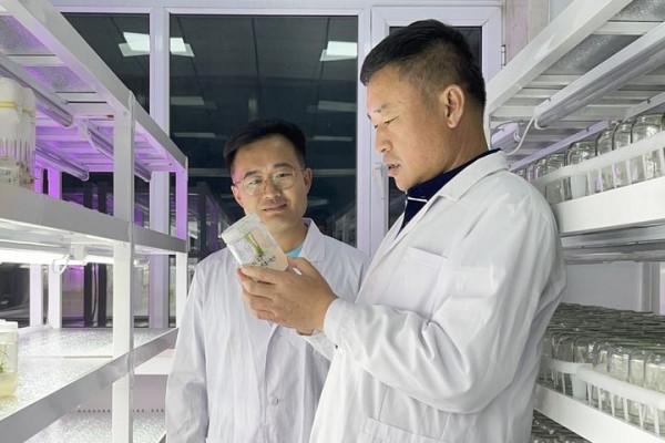 每天“泡”稻田，從1.4萬個可能中挑出一粒種子