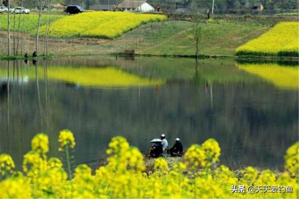 春季釣鯽魚，選釣位有3個變化規律，找準魚群位置，次次都能爆護