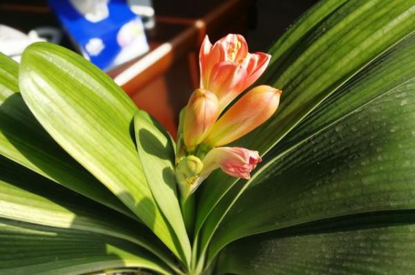 養好君子蘭，首先要改掉3個壞習慣，要不然長得慢、不開花