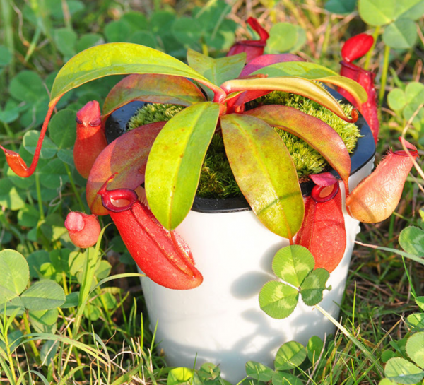 1種花長得像金魚，耐寒好養活，種得越多越壯觀