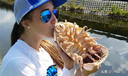 世界上最大的漂水蝨科動物——大王具足蟲