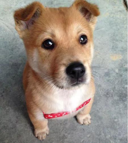 2008年地震，田園犬為救村民受傷殘疾，最後卻被村民殘忍殺害