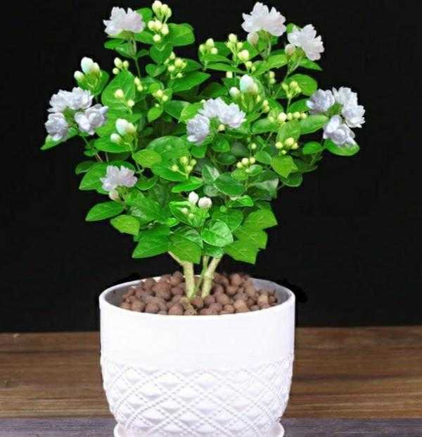 10種促進睡眠的植物，讓你一覺睡到天大亮