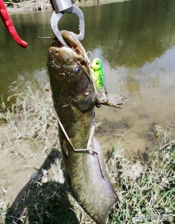 廣東男子釣獲十幾條鯰魚，以為是“塘鯴”隨手扔掉！網友：虧大了