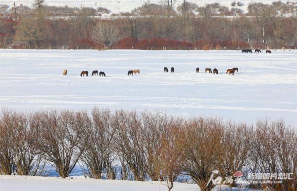 雪後那拉提森林公園銀裝素裹