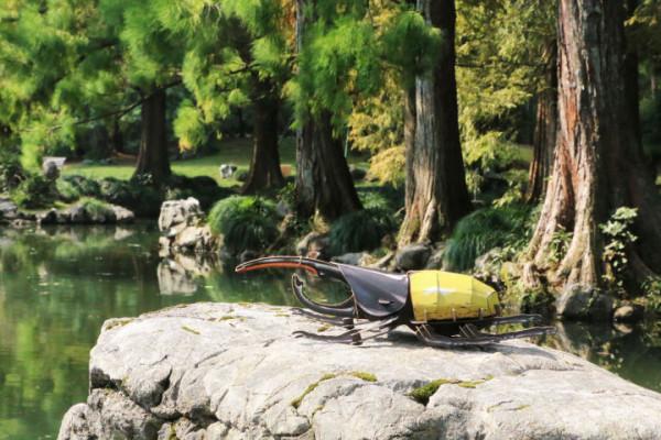 穿過密林，渡過小溪，美洲雨林兄弟的叢林好奇之旅