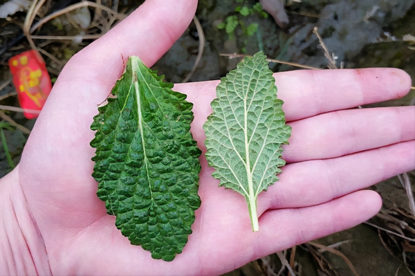 冬日裡的7種“野菜”,以前漫山遍野都是,現在也還是美味佳餚 冬日裡的7種“野菜”,以前漫山遍野都是,現在也還是美味佳餚