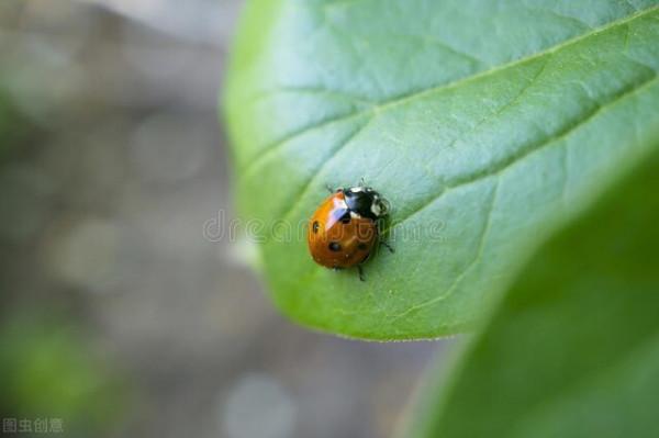 昆蟲的美麗世界 昆蟲的美麗世界