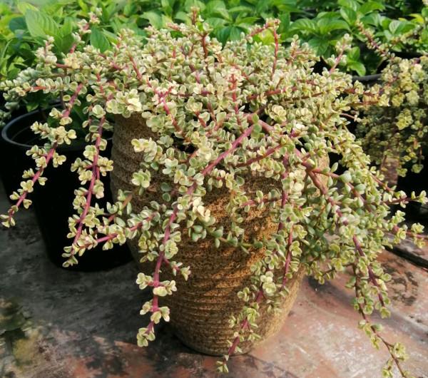 這些花就算長再大也只適合用“小盆”栽，大盆栽種易黑腐、爛根