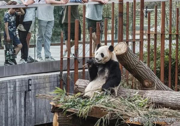 星座熊貓，萌蘭：不錯不錯，就是我呀