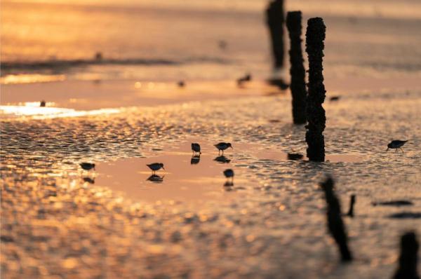 自帶吃飯勺子的小鳥——勺嘴鷸