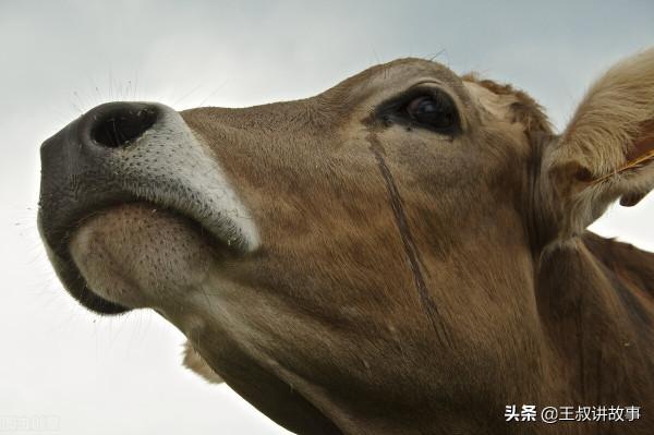 民間故事:牛報恩 民間故事:牛報恩