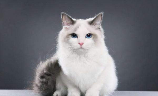 貓咪品種大全，有了它你會更懂喵兒