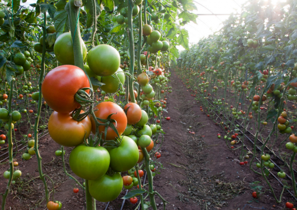 為什麼番茄越來越難吃?科學家歷時4年研究,發現番茄變了 為什麼番茄越來越難吃?科學家歷時4年研究,發現番茄變了
