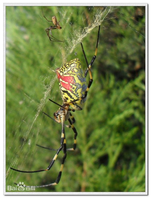 神奇的蜘蛛 神奇的蜘蛛