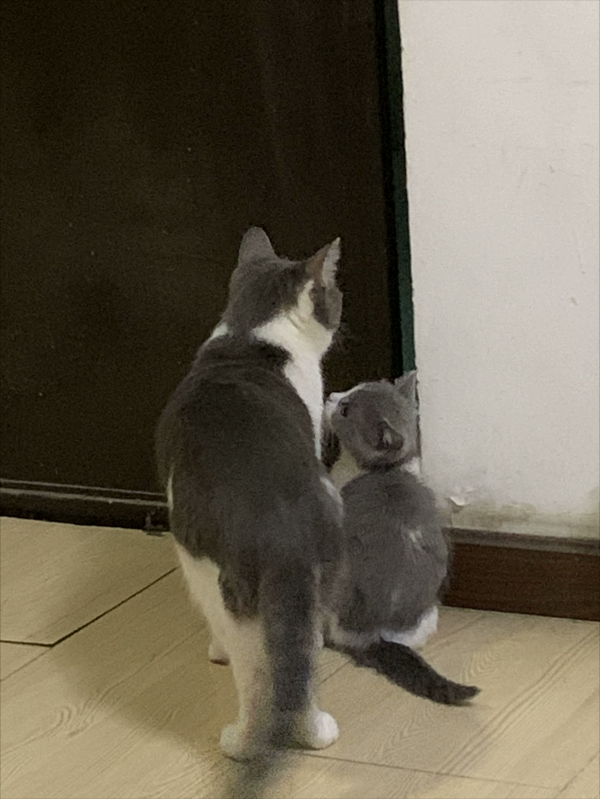 貓咪鑑賞（三）陪伴在我們身邊的小精靈——貓貓毛型