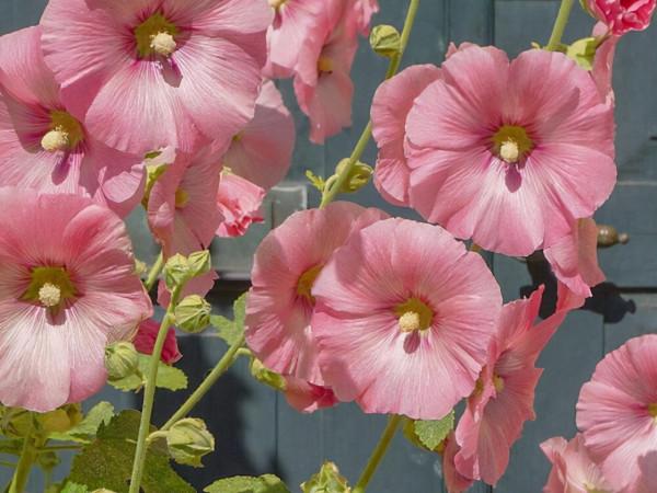 看似溫吞，實則骨子裡很要強的星座，他們不懼成敗，勇往直前