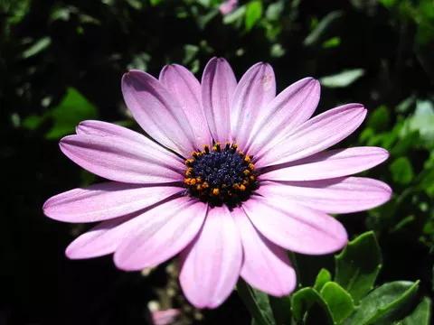 扶郎花一一非洲菊
