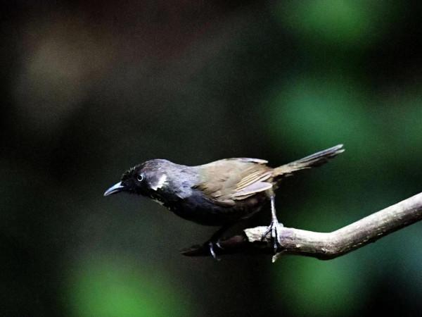 弄崗穗鶥是用中國地名命名的鳥,目前仍然僅存中國 弄崗穗鶥是用中國地名命名的鳥,目前仍然僅存中國