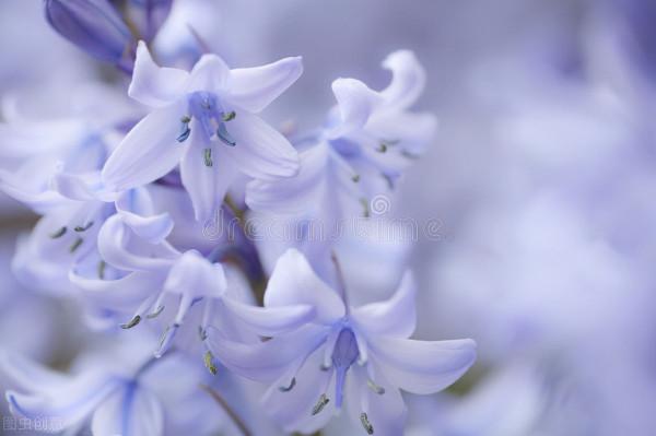 50種冬季裡開放的花卉，這些花最合適在冬季裡養