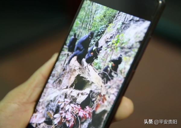 國家一級保護動物！全球只有1900多隻的野生黑葉猴，在貴州這裡就有1200多隻！