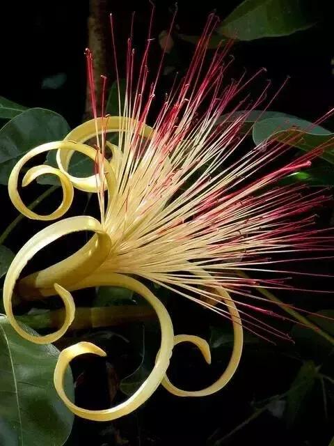 分享圖片&mdash;&mdash;罕見稀有的花卉