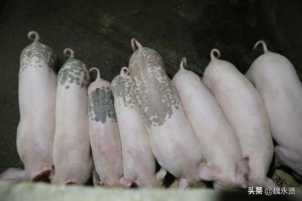 兩個媽媽一個79歲一個88歲，50歲農婦留守深山盡孝，還種地養豬