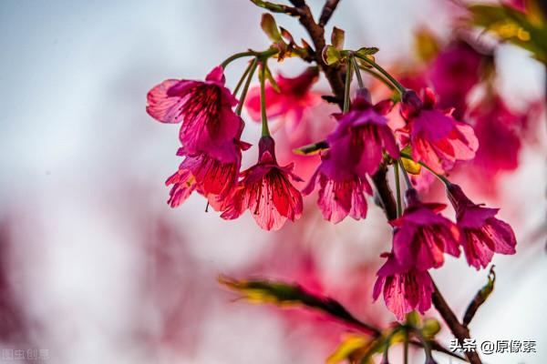 純潔、決絕，櫻花之關山櫻