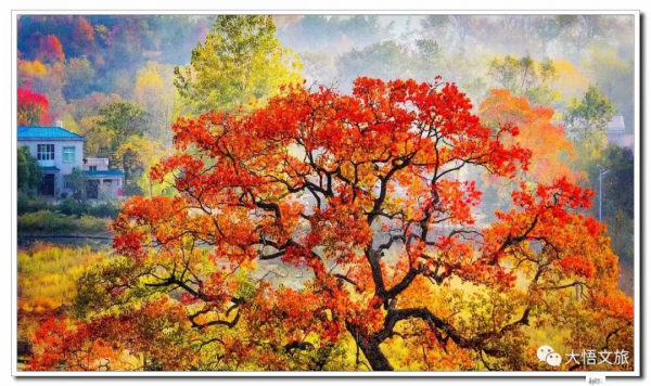 看,這就是大悟的秋 看,這就是大悟的秋