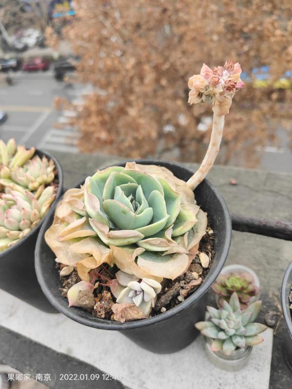 多變的天氣，我們來欣賞下醜肉和凍傷肉