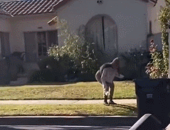 貓：“你們饞了半輩子的男人，被我吸了！”