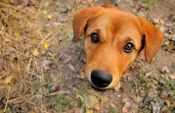 狗衝著空氣狂吠，究竟是怎麼回事？狗真能看到人類看不到的東西？
