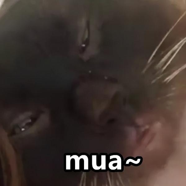 “下輩子,我再也不養暹羅貓了!” “下輩子,我再也不養暹羅貓了!”