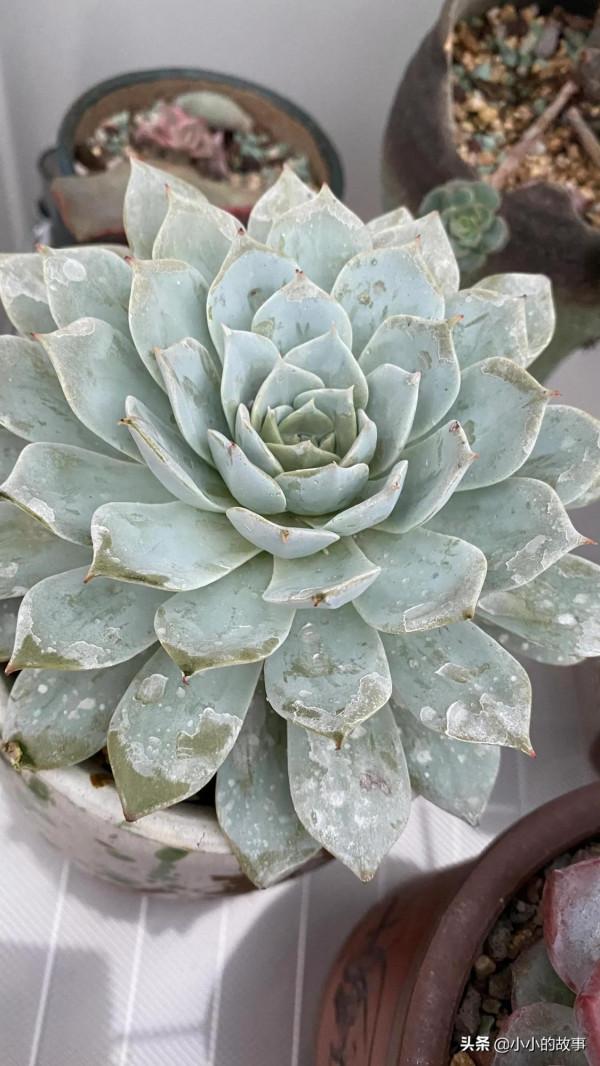 入冬的多肉 入冬的多肉