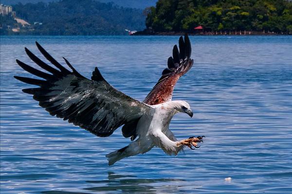 東江攬勝:收集常見鳥類圖譜之猛禽篇,攝鳥人自留地,建議收藏 東江攬勝:收集常見鳥類圖譜之猛禽篇,攝鳥人自留地,建議收藏
