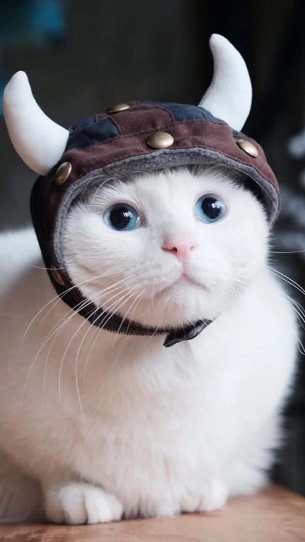 60多張有趣且可愛的貓看了讓人心情愉快