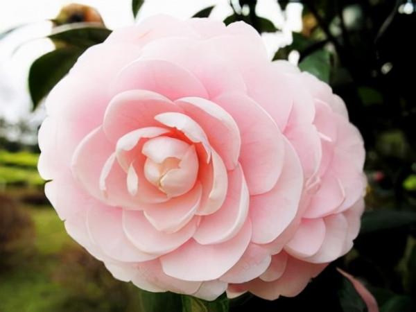 100種常見花卉的播種栽培大全,送給愛養花的你 100種常見花卉的播種栽培大全,送給愛養花的你