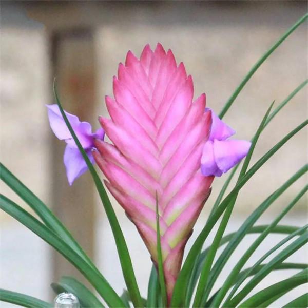 鐵蘭花一一堅強