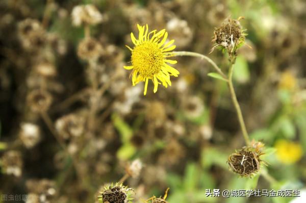痰多咳喘，頻繁打嗝，一味旋覆花，化痰降氣，止嘔降逆，活血祛瘀