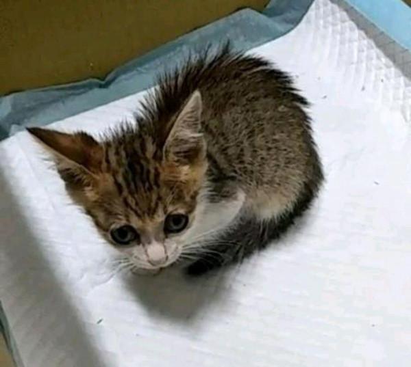 貓媽背孩子到處求救，卻換來醫生一句安樂死，貓媽：救我的孩子