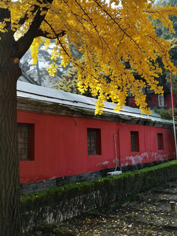 打卡秋色-戒臺寺 打卡秋色-戒臺寺