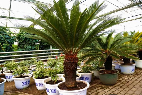 這8種花卉適合用“大盆”養，粗放管理，反而越長越精神