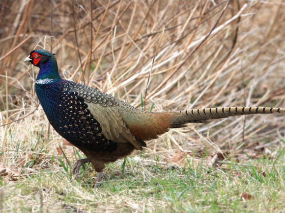 東江攬勝:收集常見鳥類圖譜之陸禽篇,攝鳥人自留地,建議收藏 東江攬勝:收集常見鳥類圖譜之陸禽篇,攝鳥人自留地,建議收藏
