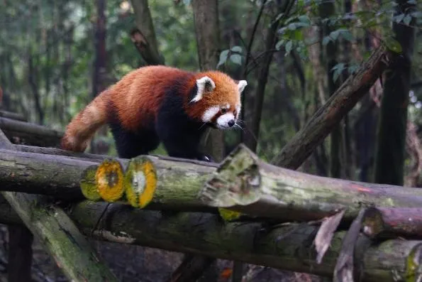 霸王龍、美洲獅……細數那些可能被叫錯名的動物