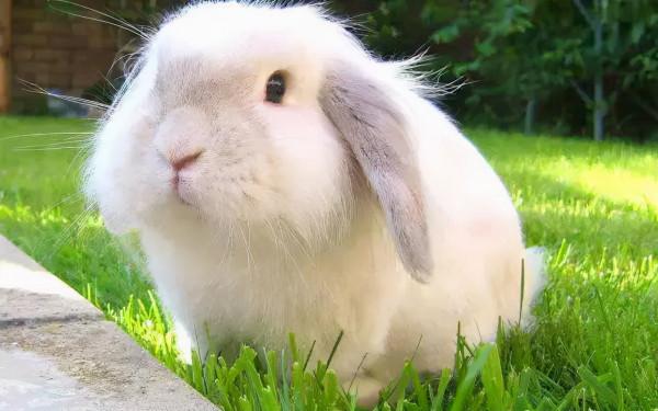 寵物咖,看過來,一定治癒你 寵物咖,看過來,一定治癒你