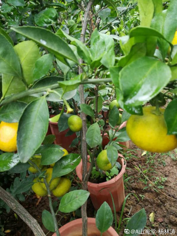 盆栽柑橘想結果,只需5個步驟,養好了就能結出“金元寶” 盆栽柑橘想結果,只需5個步驟,養好了就能結出“金元寶”