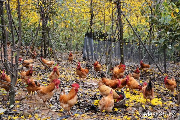 豬糞、牛糞、羊糞、雞糞,哪種“糞”肥效好?3分鐘看明白 豬糞、牛糞、羊糞、雞糞,哪種“糞”肥效好?3分鐘看明白