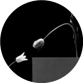 詩 | 關於月亮的詩歌